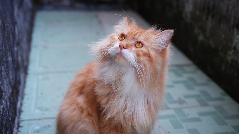 Persian cats in Hubli — Photo 4