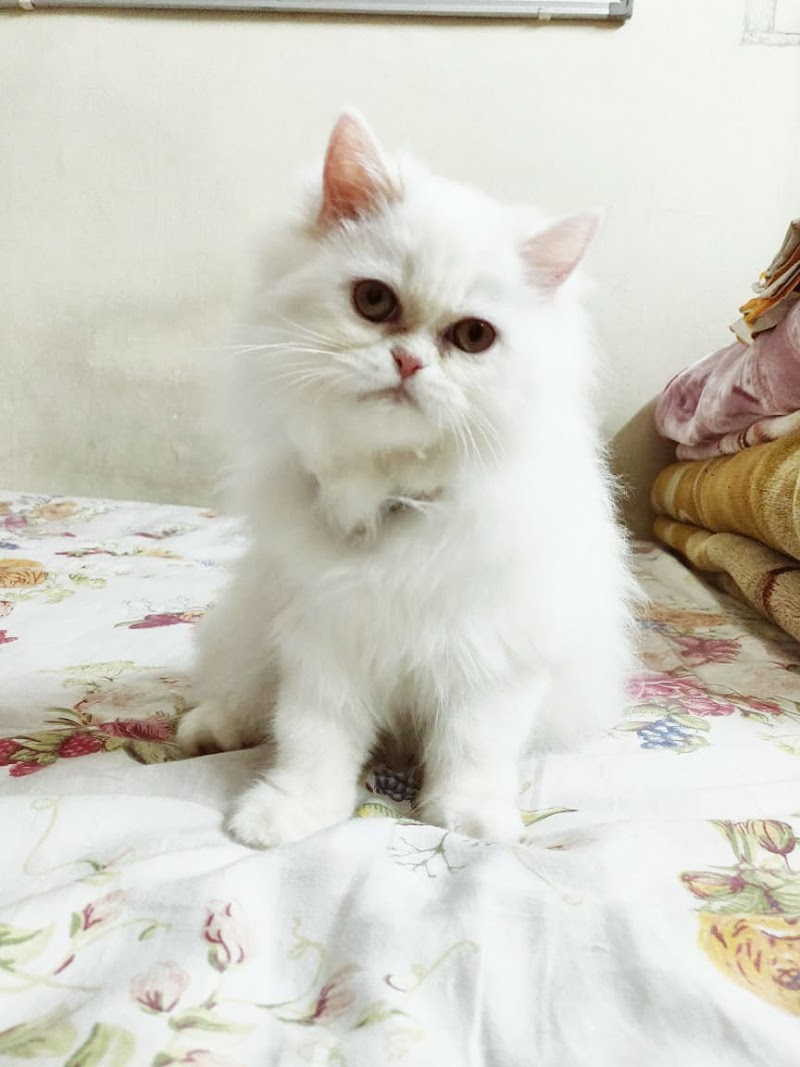 Persian Paradise Cattery — Photo 2