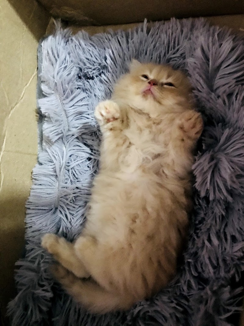 Persian Paradise Cattery — Photo 3