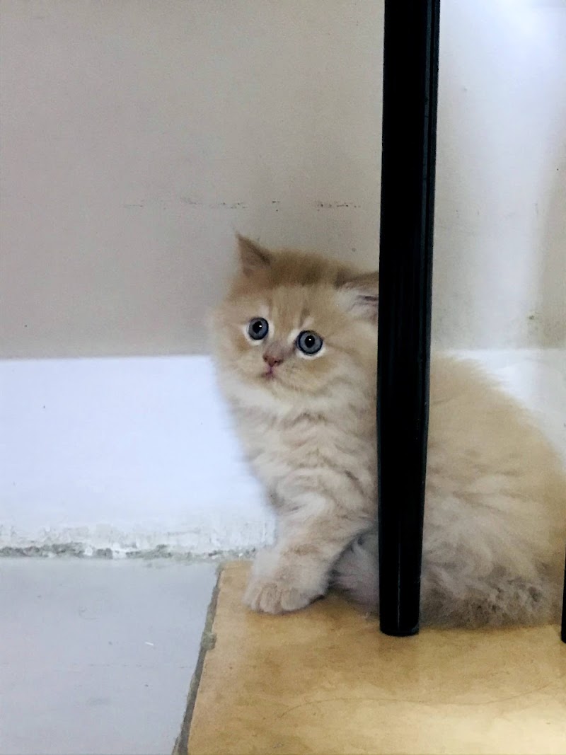 Persian Paradise Cattery — Photo 4