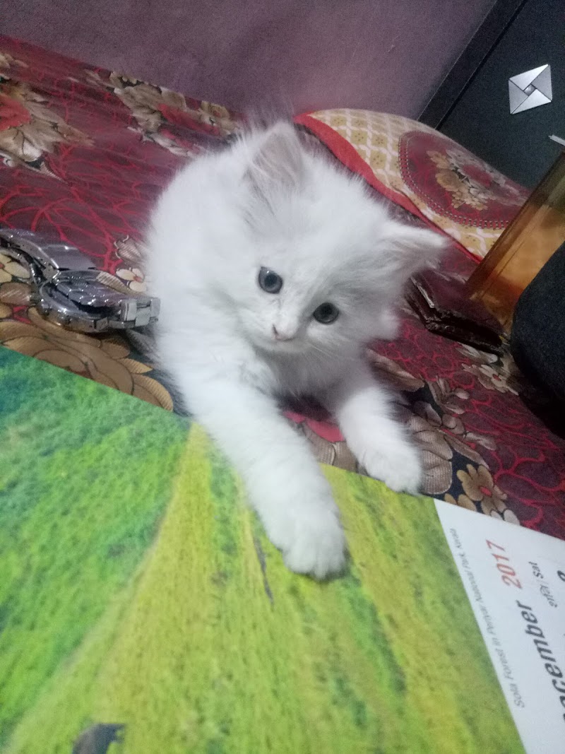 Pet Care Veterinary Clinic & Pet Care Stores — Photo 2