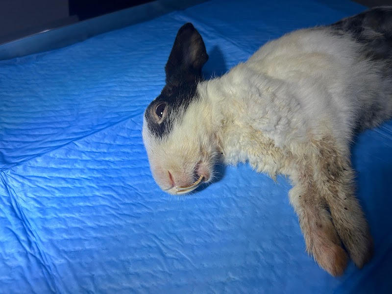 Pet Clinic and Shop — Photo 2