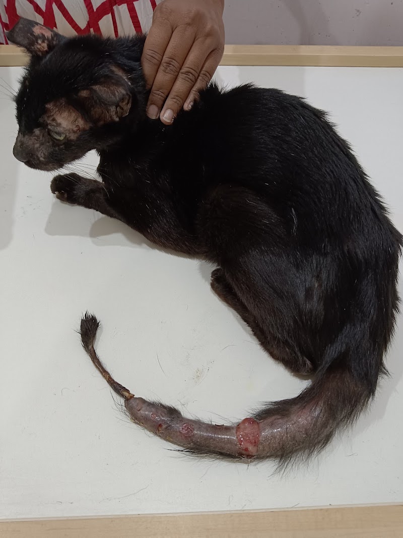 Pet Clinic and Shop — Photo 4