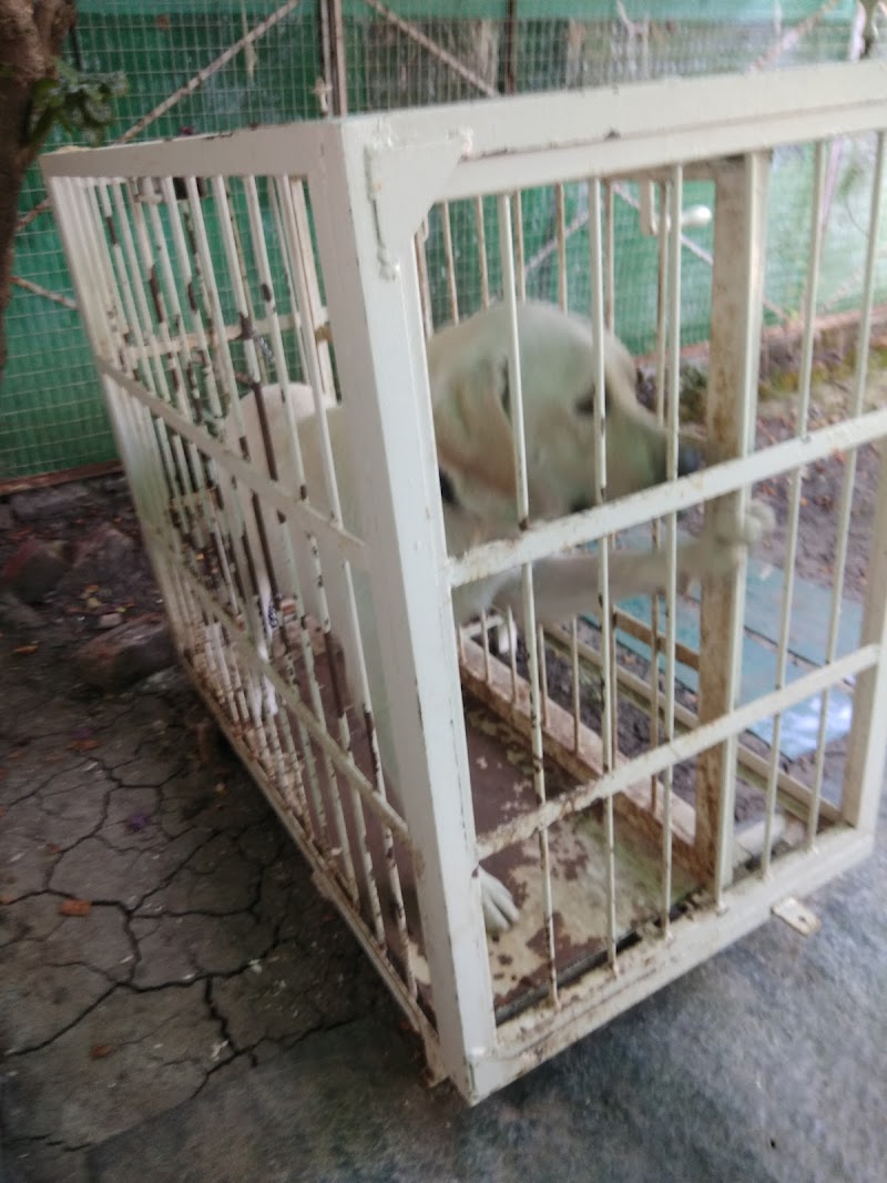 Pet Clinic (Dr Brajesh Gupta) — Photo 2