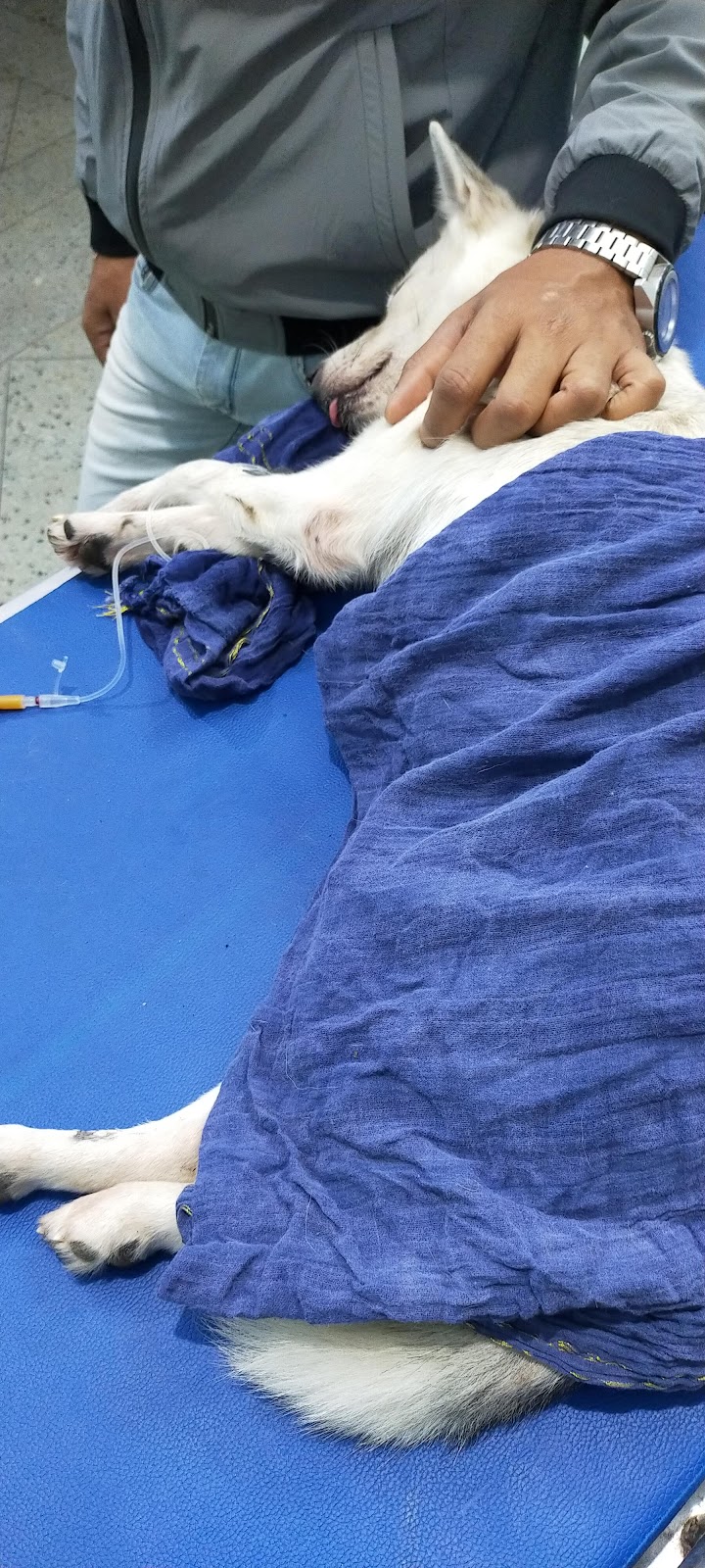 Pet Clinic — Photo 3