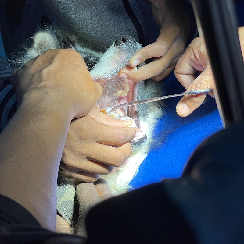 Pet Clinic — Photo 4