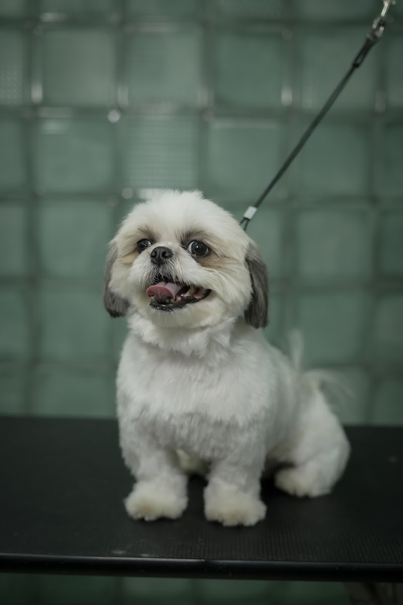 PET COIFFURE | Best Pet Grooming Store in Amritsar