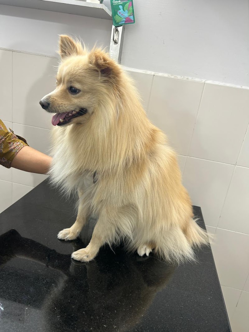 PET+ Complete Veterinary Care & Pet Dermatology Centre — Photo 2