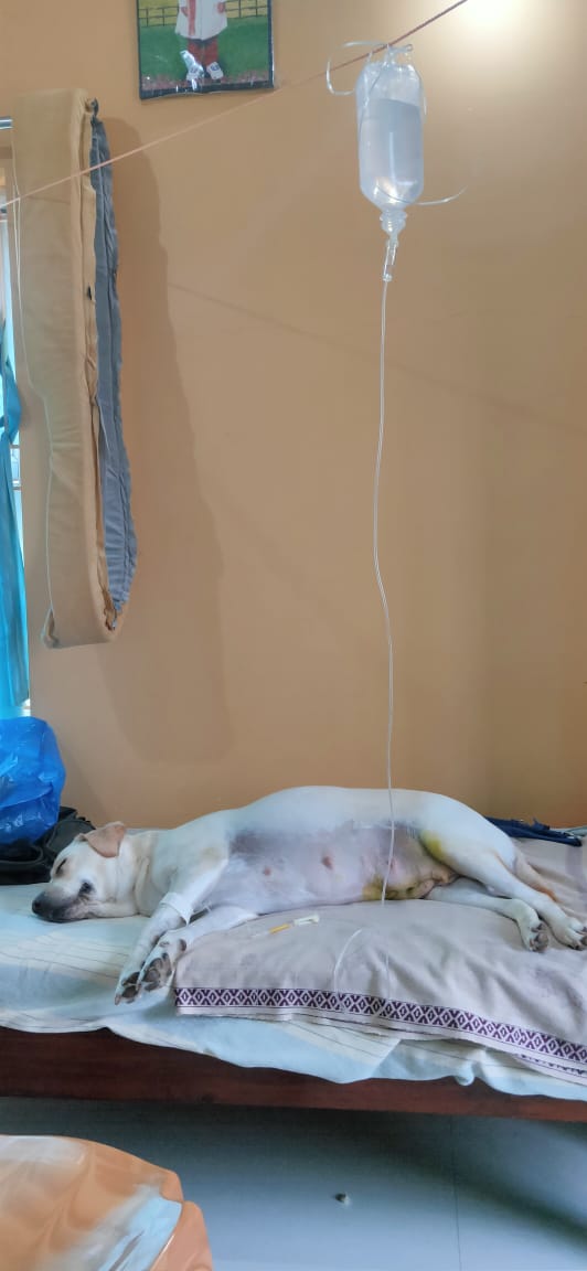 Pet consultancy and Home visit