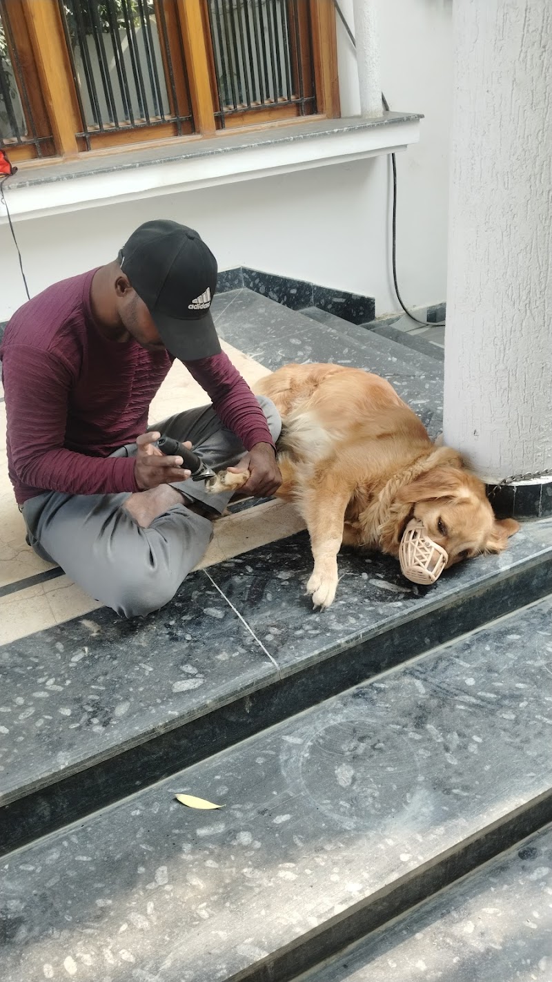Pet Friendly Grooming Dog & Cat hostel in Varanasi