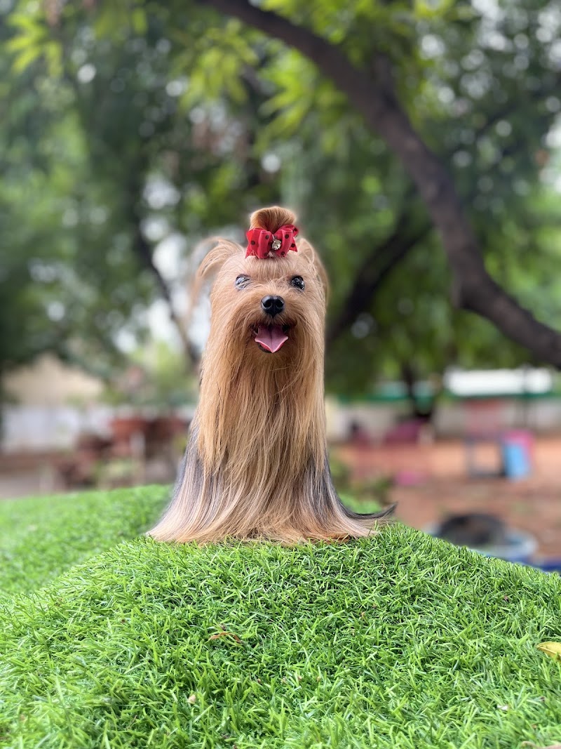 pet grooming — Photo 4