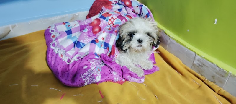 Pet grooming &Dog Hostel