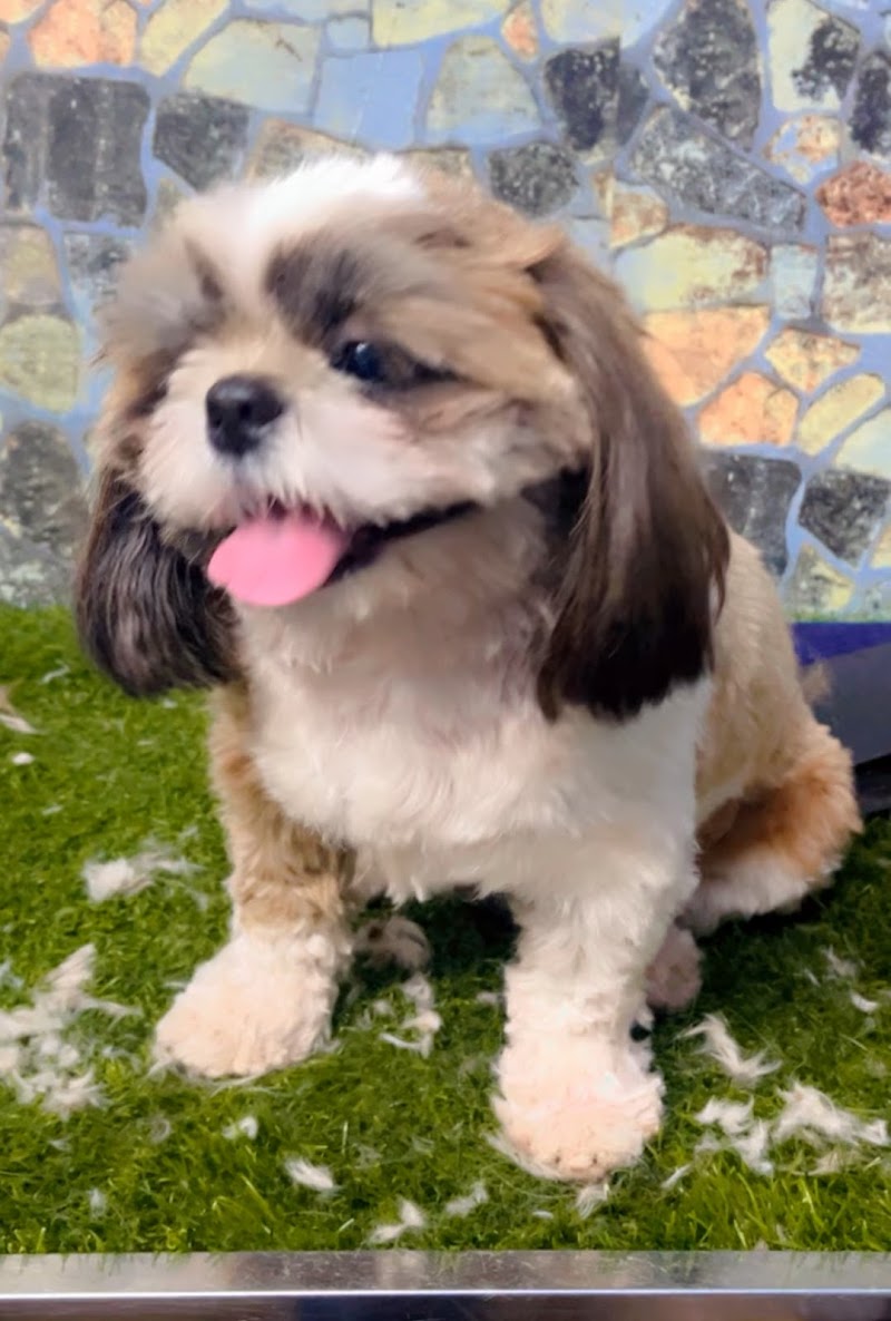 Pet Grooming Studio — Photo 2