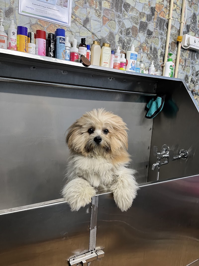 Pet Grooming Studio — Photo 3