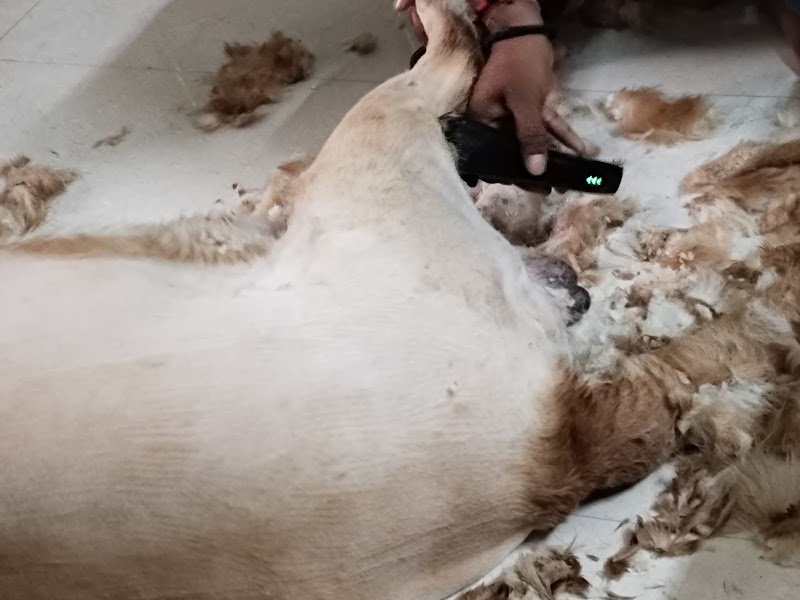 Pet Grooming Studio — Photo 4