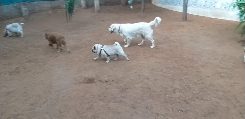 PET HOME - Dog lodging & boarding — Photo 2