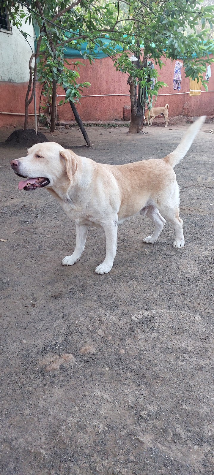 PET HOME - Dog lodging & boarding — Photo 4