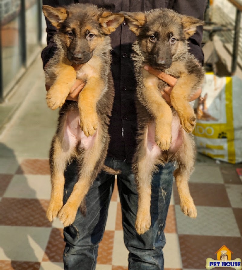 Pet House — Photo 3