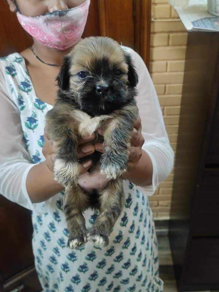 Pet in ranchi — Photo 2