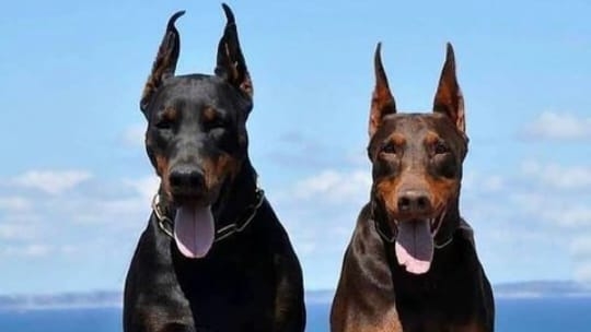 Pet in ranchi — Photo 3