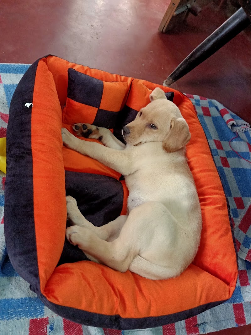 Pet in ranchi — Photo 4