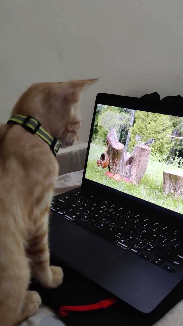 Pet Inn(day care for pets)