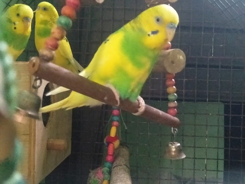 Pet lover shop — Photo 2