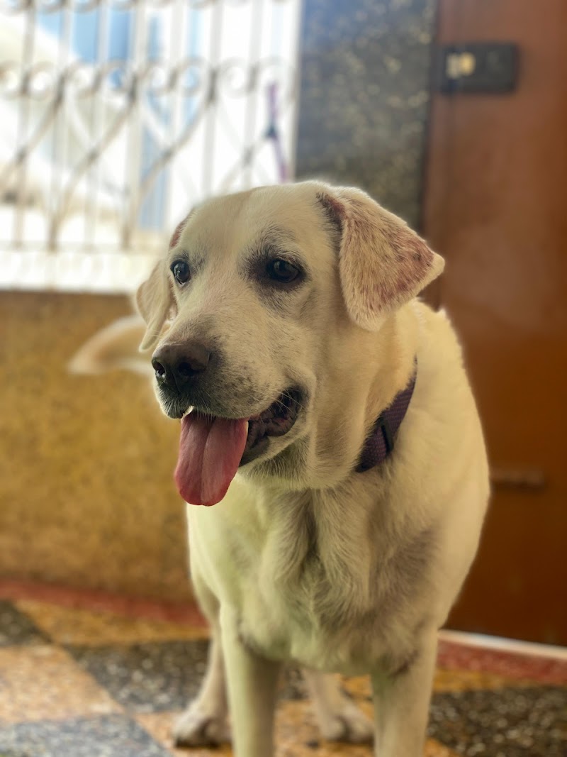 Pet Mamma, Trivandrum — Photo 4