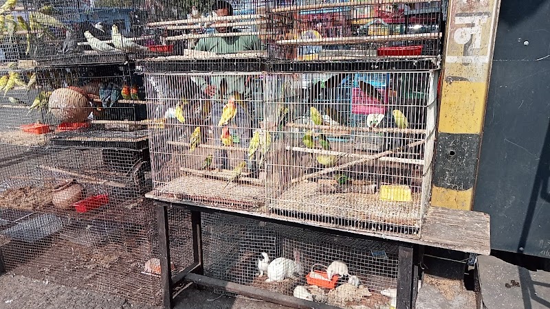 Pet Market
