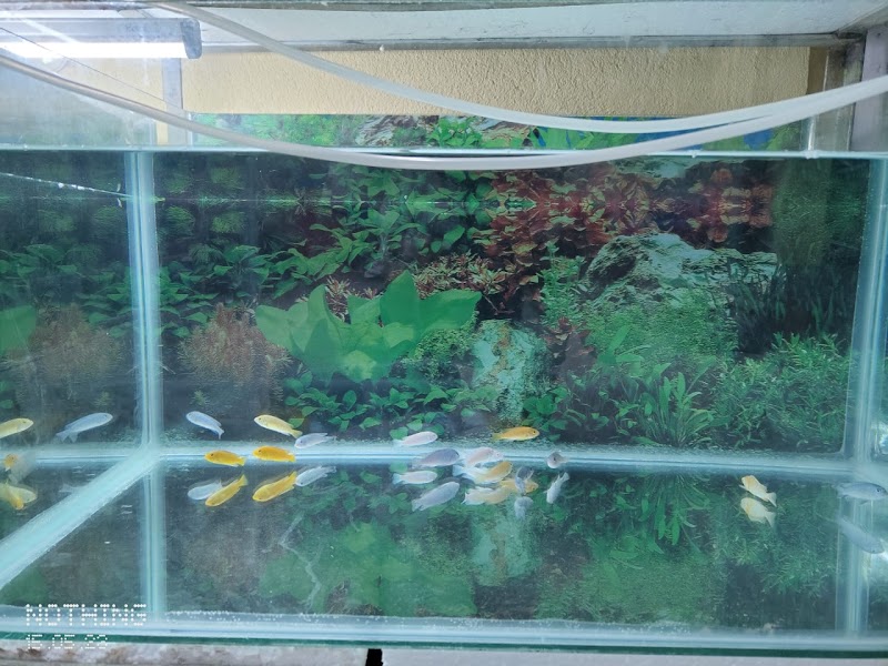 Pet of Odisha — Photo 3