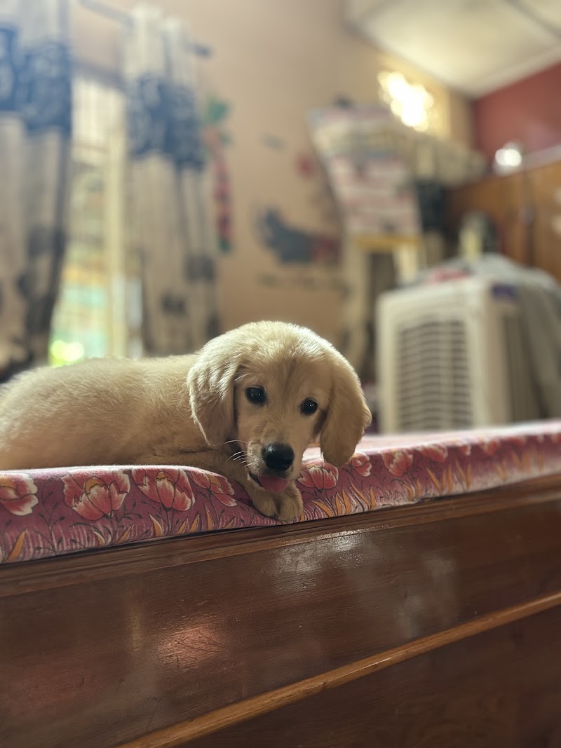 Pet Paradise — Photo 4