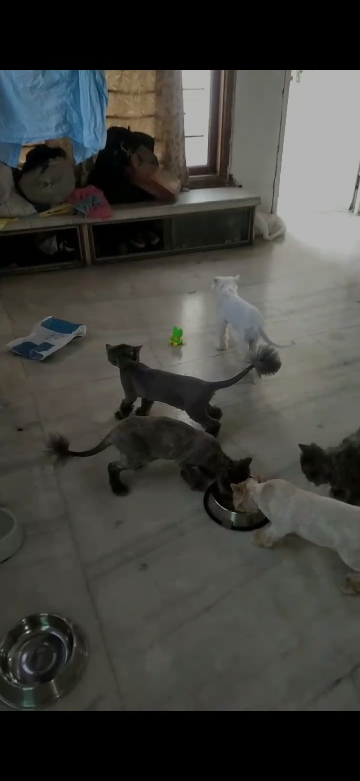 Pet parivaar — Photo 3