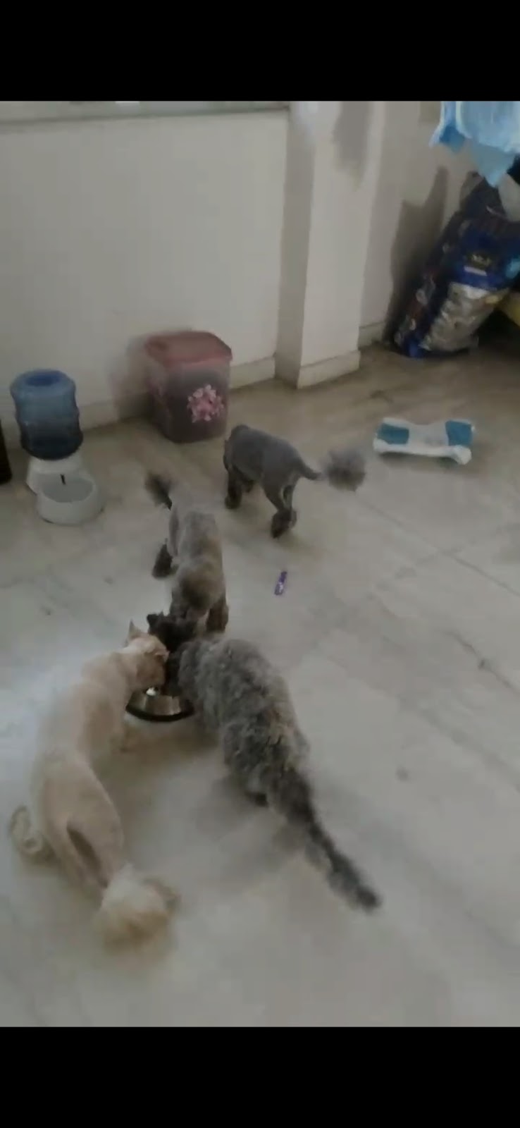 Pet parivaar — Photo 4