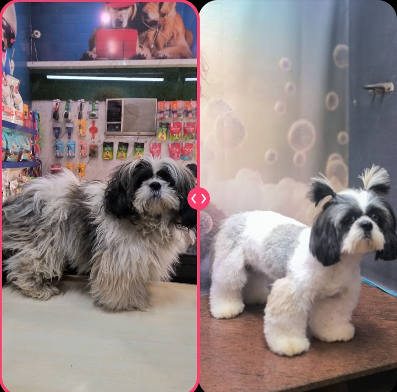 Pet Planet dog grooming