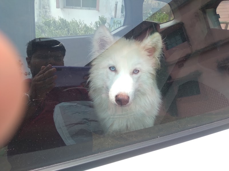 Pet Planet — Photo 4