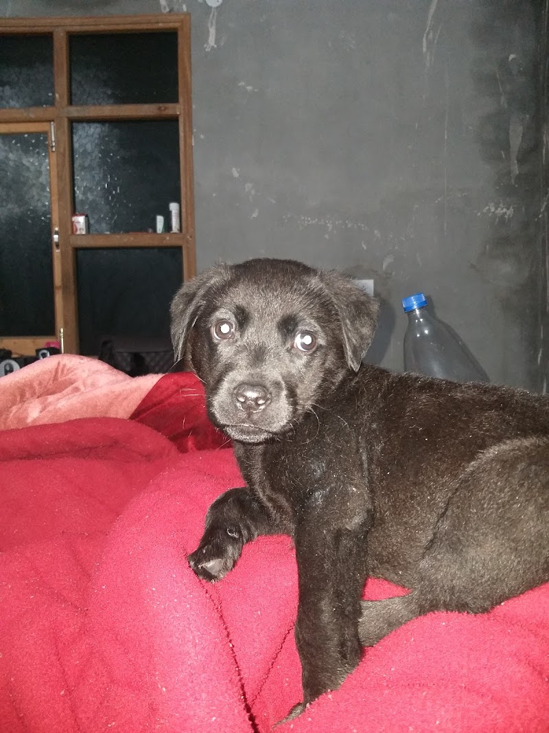 Pet Plaze — Photo 3