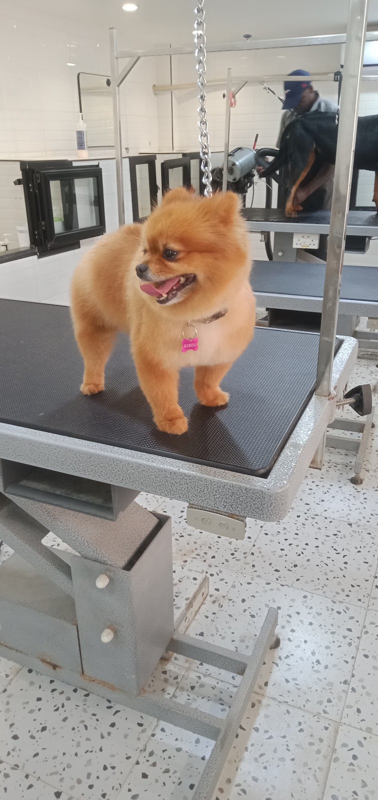 Pet Pluz Veterinary Hospital & Pet Store - Madurai — Photo 3