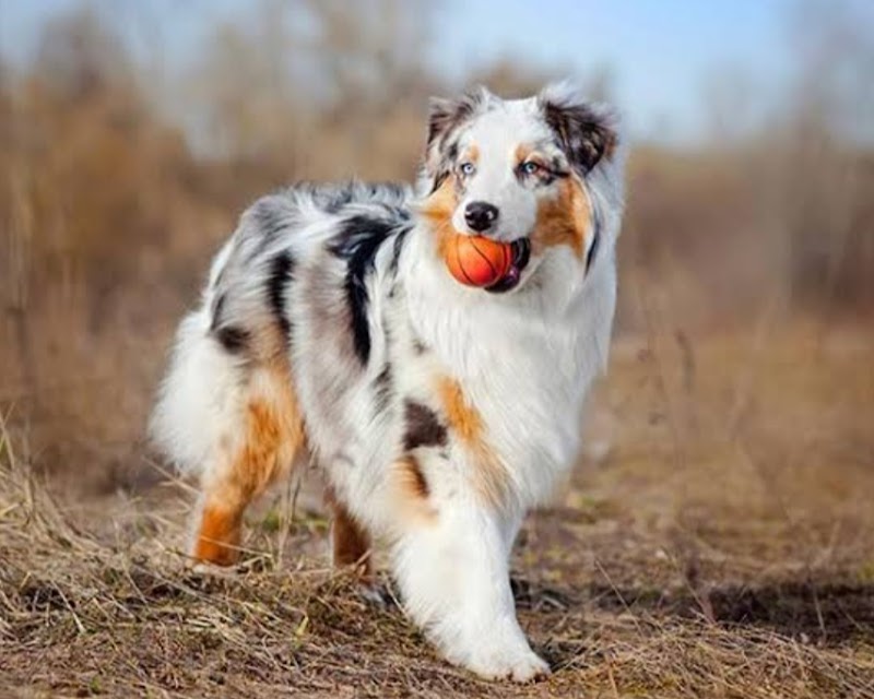 Pet resort — Photo 1