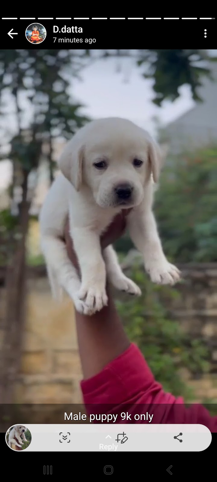 Pet resort — Photo 2