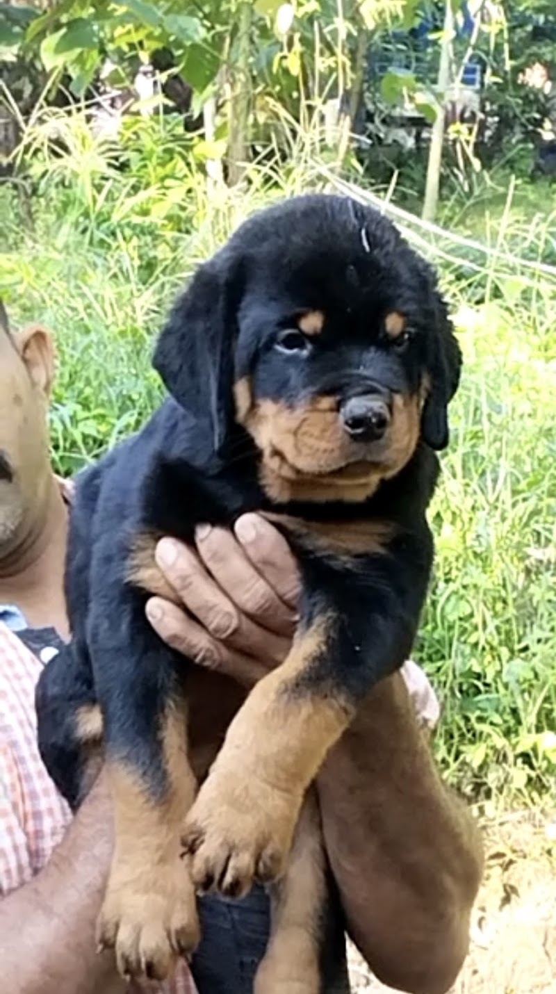 Pet resort — Photo 3