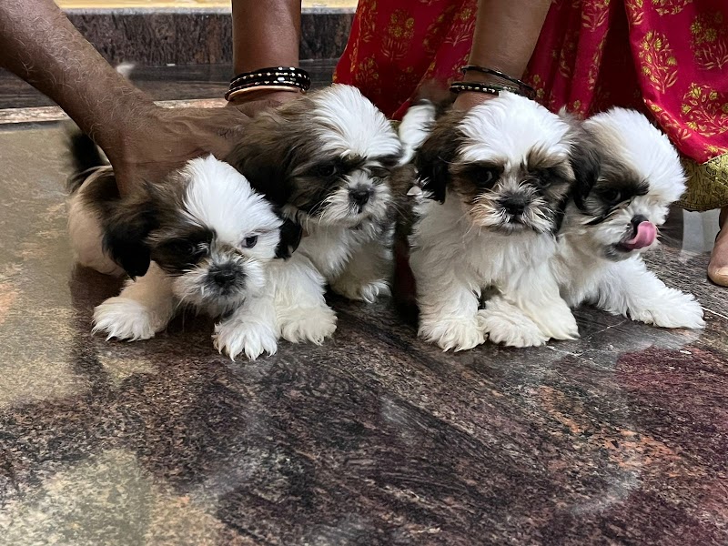 Pet resort — Photo 4