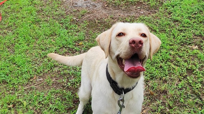 Pet Sitters, Premium Pet Boarding