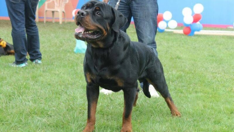 PET STATATION MYSURU