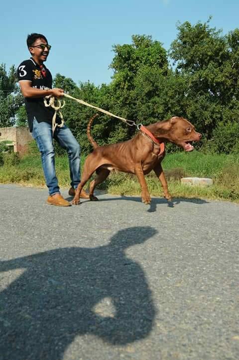 Pet World & Dog Clinic — Photo 4