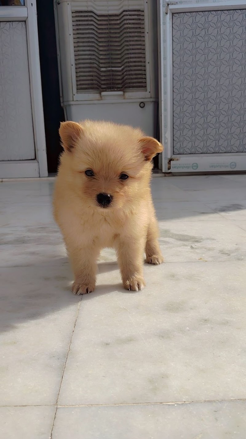 Pet zone — Photo 3