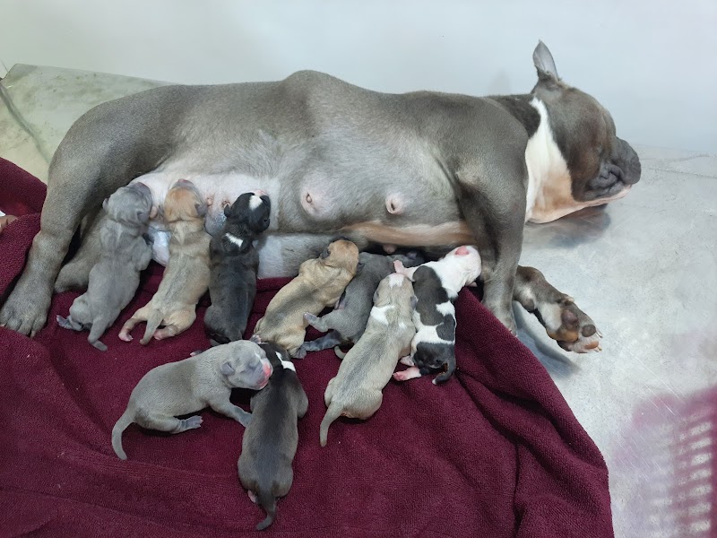 PETCITY Pet Hospital — Photo 4