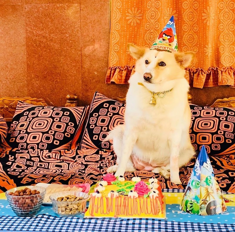 Petdogs guntur — Photo 3