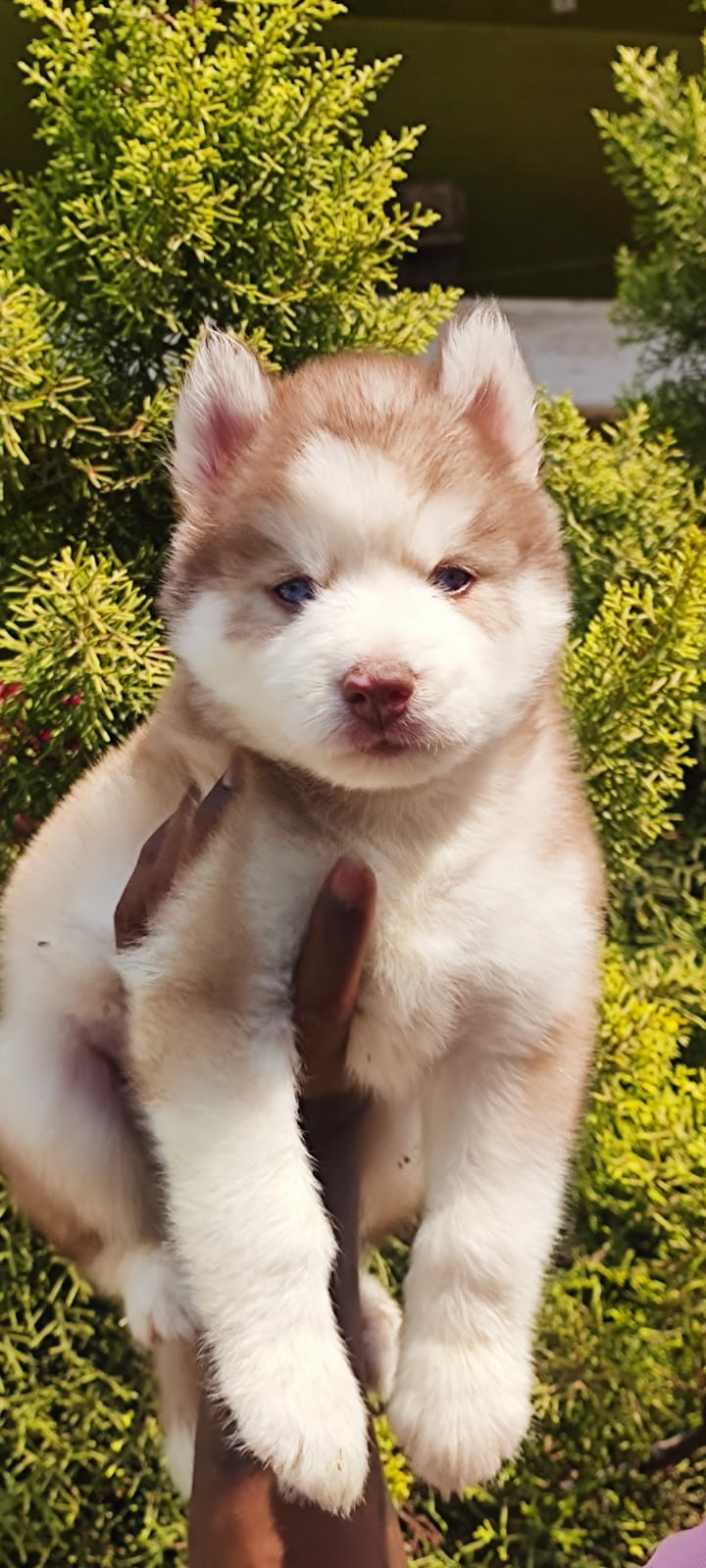 Petdogs guntur — Photo 4