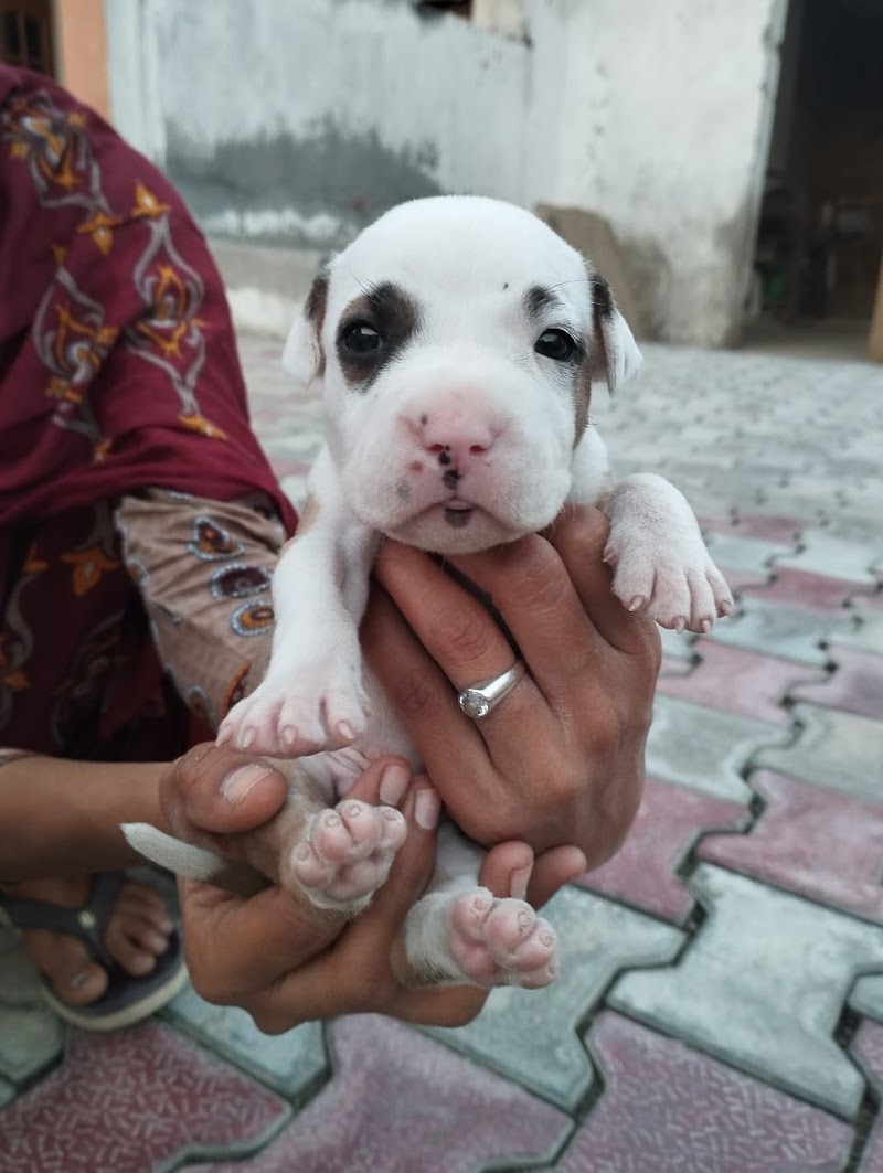 PetJoy | Dog Shop Amritsar — Photo 1