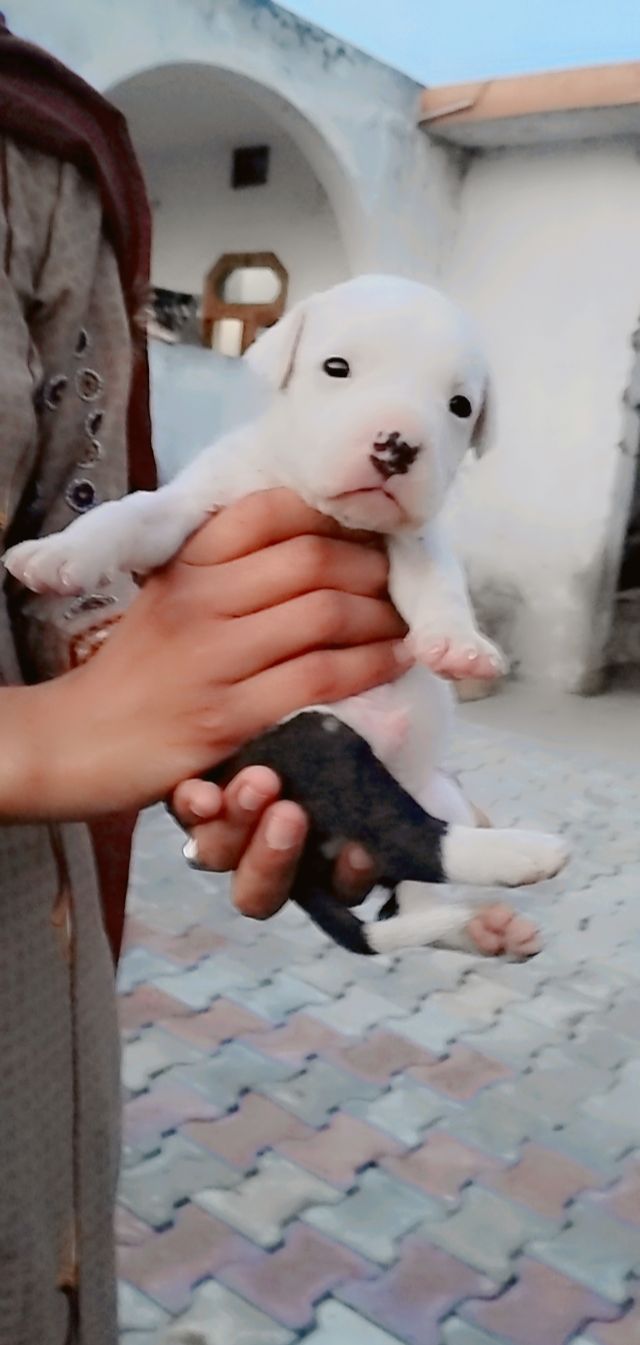 PetJoy | Dog Shop Amritsar — Photo 2